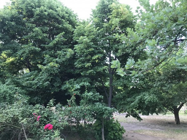 Finca de 2,8 hectareas con casa y galpon 