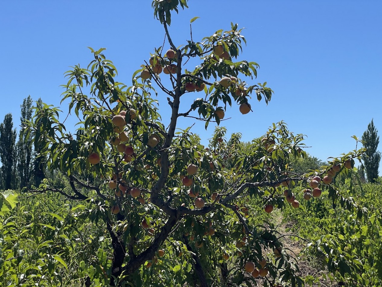 HERMOSA FINCA CON EXCELENTE CASA