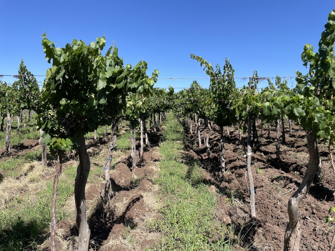 HERMOSA FINCA CON EXCELENTE CASA