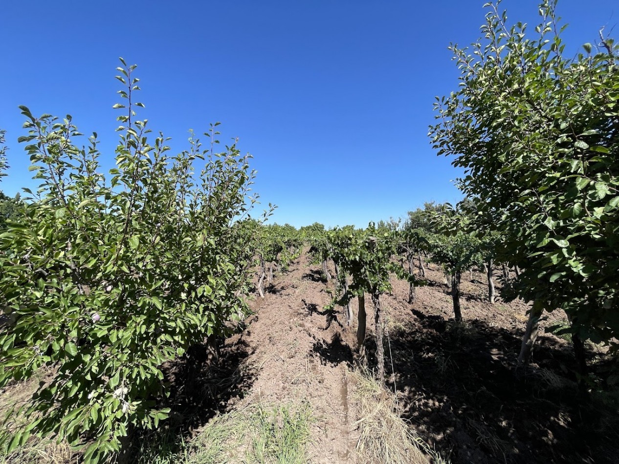 HERMOSA FINCA CON EXCELENTE CASA