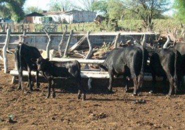 CAMPO DE 850 HECTÁREAS A 80 KM DE GENERAL ALVEAR. REAL OPORTUNIDAD!!!    