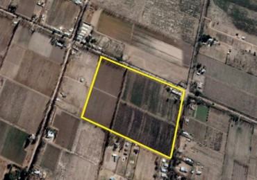 Finca de 8 has con ciruelas y estructura antigranizo a reparar.